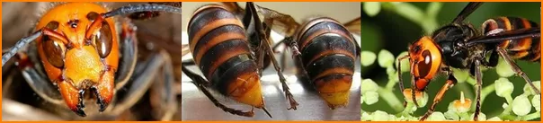 スズメバチの蜂の巣を退治