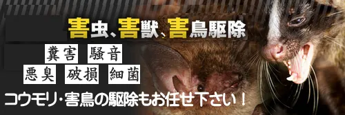 コウモリの糞や尿の被害を調査