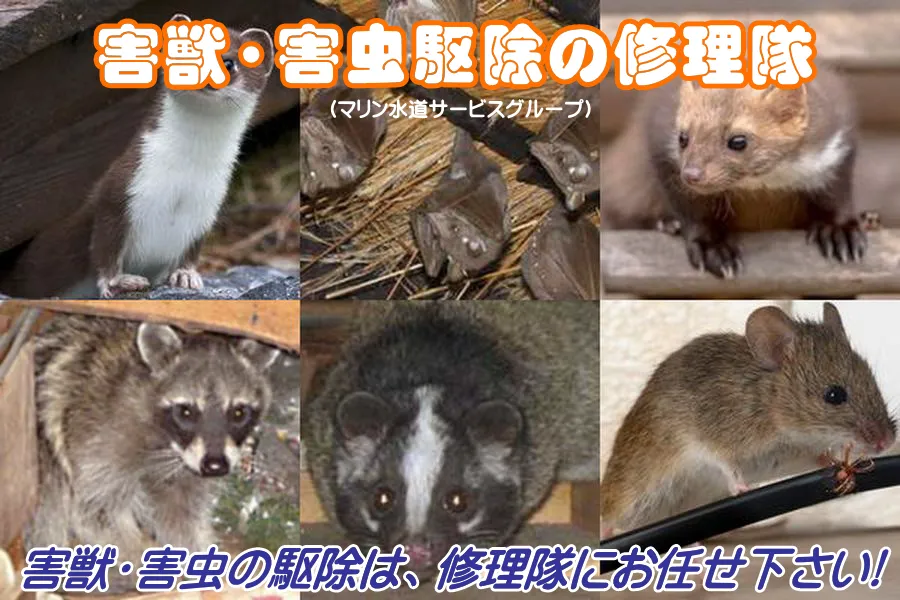 朝霞市でねずみの退治をするハチ駆除業者
